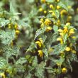 [Bild Garten Goldnessel]