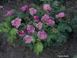 [Bild Bodendeckerrose 'Foxi' �]