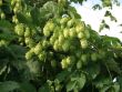 Hopfen Bild Hopfen