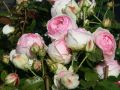 Strauchrose 'Eden Rose 85' � - Rosa 'Eden Rose 85' �
