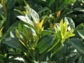 Kirschlorbeer / Lorbeerkirsche 'Piri' / Zwerglorbeerkirsche - Prunus laurocerasus 'Piri'