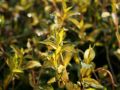 Gelblaubiges Immergr�n 'Yellow Eye Catcher' - Vinca minor 'Yellow Eye Catcher'