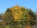 Feldahorn / Ma�holder / Acer campestre - Acer campestre