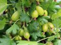 Stachelbeere 'Invicta'    hellgr�n - Ribes uva-crispa 'Invicta'
