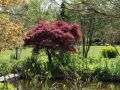 Roter F�cherahorn 'Atropurpureum' - Acer palmatum 'Atropurpureum'