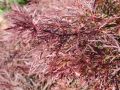 Dunkelroter Schlitzahorn 'Dissectum Garnet' / Garnet - Acer palmatum 'Dissectum Garnet' / Garnet