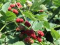 Brombeere Black Satin - Rubus fruticosus 'Black Satin'