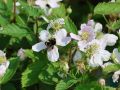 Brombeere Theodor Reimers - Rubus fruticosus 'Theodor Reimers'