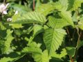 Brombeere 'Thornfree' - Rubus fruticosa 'Thornfree'