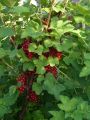 Rote Johannisbeere 'Jonkheer van Tets' - Ribes rubrum 'Jonkheer van Tets'