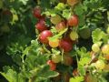 Stachelbeere 'Hinnonm�ki rot' - Ribes uva-crispa 'Hinnonm�ki rot'