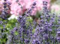 Garten Lavendel - Lavandula angustifolia 'Dwarf Blue'