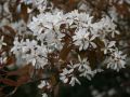 Kupfer Felsenbirne / Amelanchier / Felsenbirne - Amelanchier lamarckii