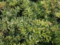 Kissen-Berberitze / Schneeige Berberitze - Berberis candidula
