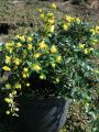 Immergr�ne Kugelberberitze 'Amstelveen' - Berberis frikartii 'Amstelveen'
