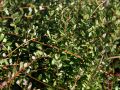Cranberry / Moosbeere 'Pilgrim' - Vaccinium macrocarpon 'Pilgrim'
