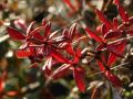 Gro�bl�ttrige Berberitze - Berberis julianae