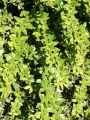 Warzen-Berberitze - Berberis verruculosa