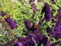 Sommerflieder / Schmetterlingsstrauch 'Black Knight' - Buddleja davidii 'Black Knight'