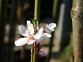 Mandel 'D�rkheimer Krachmandel' - Prunus amygdalis 'D�rkheimer Krachmandel'