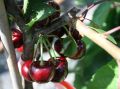 S��kirsche 'Hedelfinger Riesenkirsche' - Prunus 'Hedelfinger Riesenkirsche'