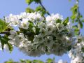 S��kirsche 'Kordia' - Prunus av. 'Kordia'