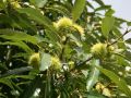 Marone / Esskastanie / Edelkastanie - Castanea sativa