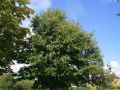 Marone / Esskastanie / Edelkastanie - Castanea sativa