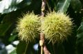 Marone / Esskastanie / Edelkastanie - Castanea sativa