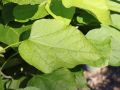 Kugeltrompetenbaum 'Nana' auf Stamm - Catalpa bignonioides 'Nana' Stamm