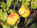 Zierquitte 'Crimson and Gold' - Chaenomeles 'Crimson and Gold'