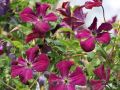 Clematis 'Royal Velours' - Clematis viticella 'Royal Velours'