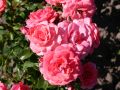 Beetrose 'Bad Birnbach' � / 'Bonapart' � - Rosa 'Bad Birnbach' � / 'Bonapart' �