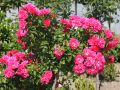 Bodendeckerrose 'G�rtnerfreude' � / 'Toscana' � - Rosa 'G�rtnerfreude' � / 'Toscana' �