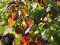 Roter Hartriegel - Cornus sanguinea