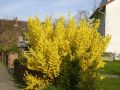Goldgl�ckchen / Forsythie - Forsythia x intermedia 'Lynwood Gold'