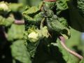 Korkenzieherhasel auf Stamm - Corylus avellana 'Contorta' Stamm
