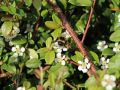Teppichmispel / Zwergmispel 'Coral Beauty' - Cotoneaster dammeri 'Coral Beauty'