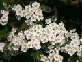 Eingriffeliger Wei�dorn - Crataegus monogyna
