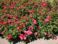 Beetrose 'Rotilia' � - Rosa 'Rotilia' �