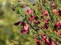 Edelginster 'Burkwoodii' - Cytisus scoparius 'Burkwoodii'