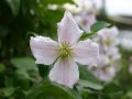 Clematis 'Entel' - Clematis viticella 'Entel'