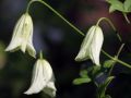 Clematis 'H�gelby White' - Clematis viticella 'H�gelby White'