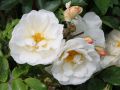 Bodendeckerrose 'Diamant' � - Rosa 'Diamant' �