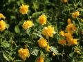 gef�llter Ranunkelstrauch / Kerrie 'Pleniflora' - Kerria japonica 'Pleniflora'