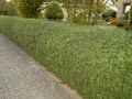 Ovalbl�ttriger Liguster - Ligustrum ovalifolium