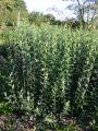 Liguster vulgare / Gemeiner Liguster - Ligustrum vulgare