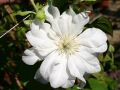 Clematis 'Arctic Queen' TM Evitwo (N) - Clematis 'Arctic Queen' TM Evitwo (N)