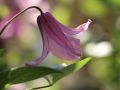 Clematis 'Aljonushka' - Clematis integrifolia 'Aljonushka'