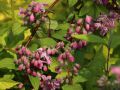 Erdbeerduft Deutzie / Sternchenstrauch 'Strawberry Field' - Deutzia hybrida 'Strawberry Field'